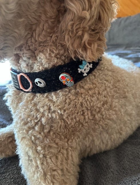Dolly wearing her black Halloween collar with skull and Halloween charms